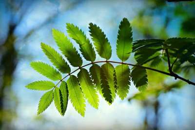 玫瑰叶 叶子 枝条 植物 自然 形状 曲线 春天的时候 绿色