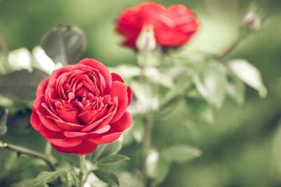 红色的 玫瑰 花 花瓣 红色花瓣 玫瑰花瓣 红花 红玫瑰 盛开