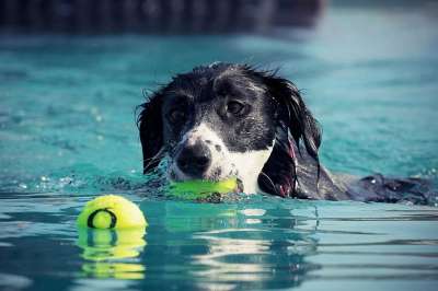 狗 游泳 水 湿狗 夏天 乐趣 水池 宠物 犬类 锻炼 培训