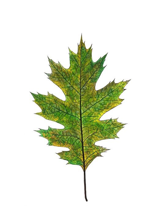 橡木 绿色 叶子 自然 秋天 季节 十月 橡子 孤立 关于