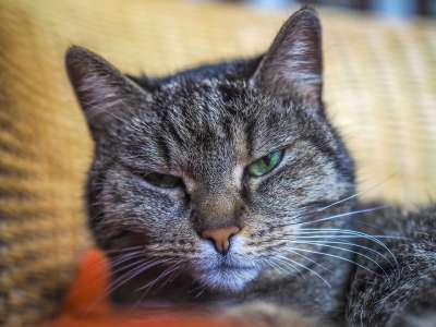 动物 猫 家畜 老虎 家猫 眼睛 肖像 猫眼 头 看法