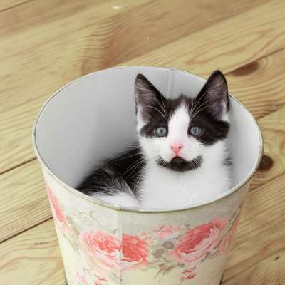 小猫 宠物 动物 猫 猫咪 可爱 小的 家