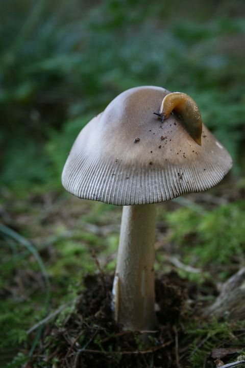 盘状真菌 蘑菇 森林 真菌学 自然 菌 森林地面