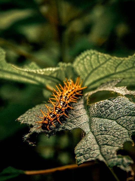 毛虫 昆虫 叶子 动物 幼虫 吃 爬行 植物 森林 花园