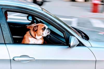 哈巴狗 狗 宠物 动物 车 车辆 旅行 路 蓝色的车 蓝道