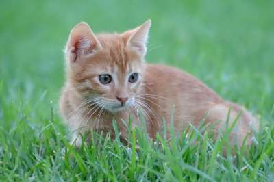 猫 小的 红色的 鲭鱼 草 细心 打猎 年轻 小猫 家猫