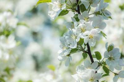 花 苹果树 分支 树叶 开花 苹果花 植物 海棠树 观赏水果