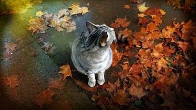 猫 树叶 秋天 落下 基蒂 猫科动物 宠物 灰色的 虎斑猫