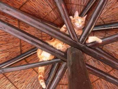 猫 椽子 播放 玩耍 放松 生姜 宠物 国内的 猫科动物