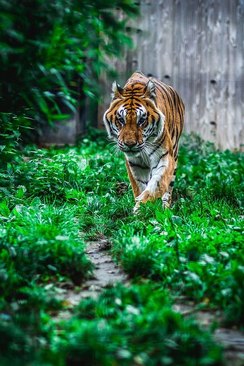 西伯利亚 老虎 捕食者 动物 危险的 猫科动物 食肉动物 野猫
