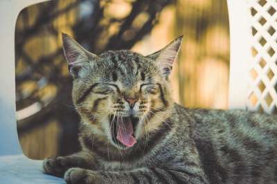 猫咪 老虎 动物 捕食者 毛皮 猫 动物医院 哺乳动物 肉食的
