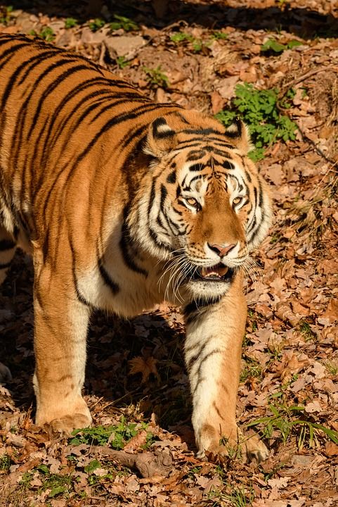一只老虎 猫 动物 条纹 头 肖像 捕食者 食肉动物 危险地