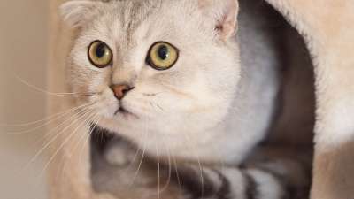 猫 宠物 动物 白色的 可爱的 小猫 可爱猫咪 基蒂 猫科动物