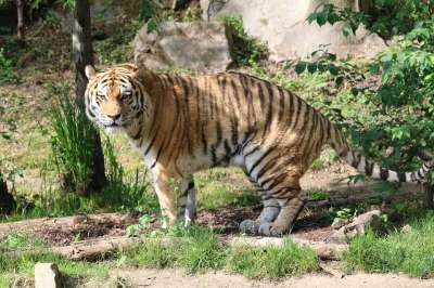 老虎 猫 捕食者 动物园 野猫 哺乳动物 毛皮 危险的 濒危