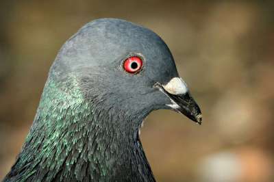 岩鸽 鸽子 鸟 羽毛 眼睛 喙 Columbidae