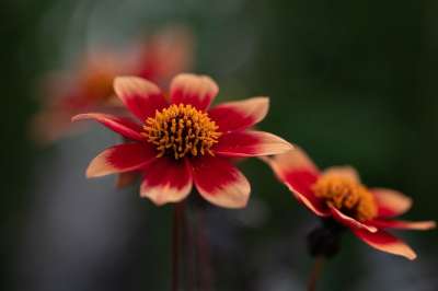 花朵 自然 红色大丽花 盛开 开花 植物学 植物 花瓣 生长