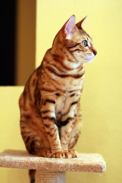 猫 孟加拉 宠物 美丽的 坐在