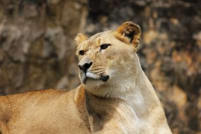 狮子 捕食者 大猫 女性 母狮
