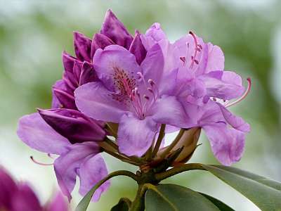 植物 灌木 杜鹃 Hypoglaucum 紫色的 单花 漂亮 花园