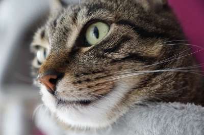 猫 宿醉 鼻子 脸 家畜 眼睛 肖像 看法 Luana 老虎