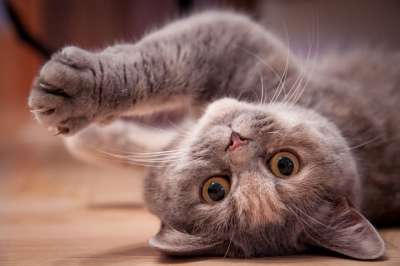 猫 舒适 英国 短发 猫脸 家猫 可爱的 家畜 毛皮 野生动物