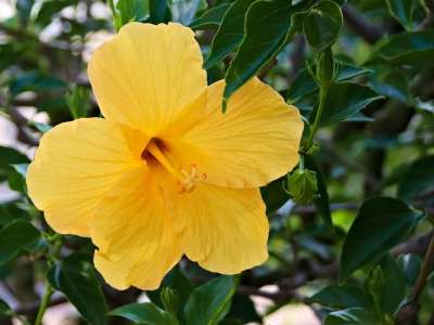 芙蓉 黄色 盛开 花 工厂 锦葵 雌蕊 特写 温室 花园