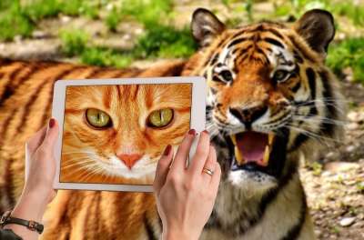 老虎 大猫 家猫 鲭鱼 可爱的 乐趣 平板电脑 肖像 捕食者