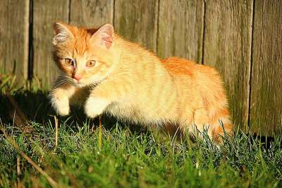 猫 飞跃 落下 草 小猫 红虎斑