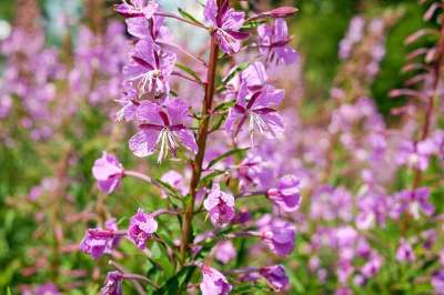 Epilobium 狭叶兰 花 开花 粉色的 紫色的 月见草植物