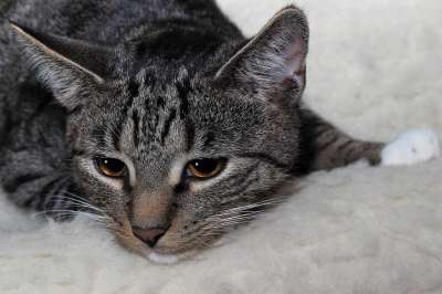猫 家畜 说谎 小猫 肖像 野生动物 猫眼 信托 可爱的 友谊