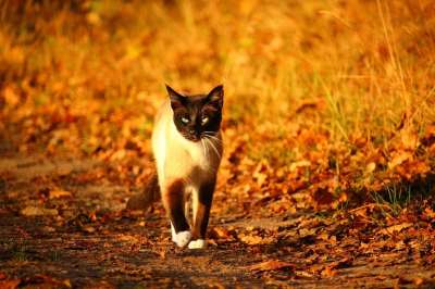猫 小猫 暹罗 暹 品种猫 落下 秋叶 秋色