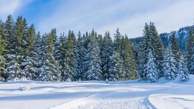 冬天 树木 自然 季节 雪 户外 森林 冬季景观 寒冷的