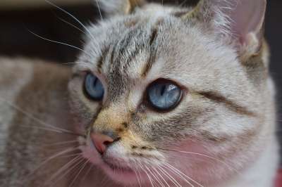 猫 眼睛 蓝色的 猫科动物 小胡子 动物 可爱 眼 看