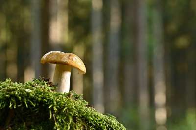 蘑菇 层状帽子 小蘑菇 森林地面 森林 苔藓 自然