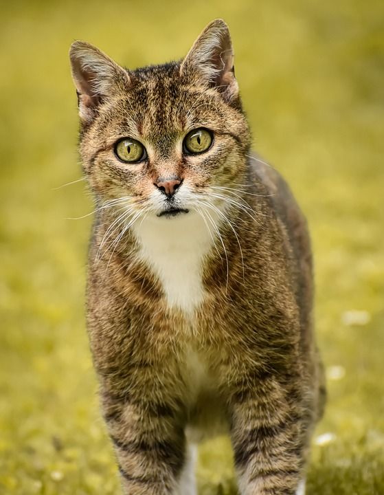 猫 家畜 动物 小猫 肖像 眼睛 可爱的 毛皮 猫眼 驯化