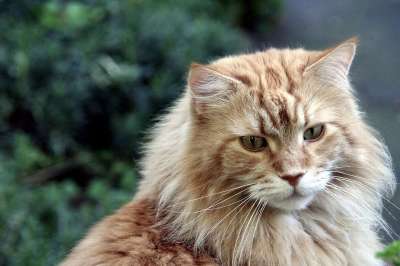 缅因浣熊 猫 猫脸 缅因猫 Katzenkopf