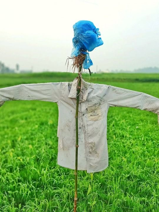 卡通片 在水稻田 绿色 自然 孟加拉国 绿卡通
