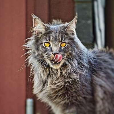 猫 舌头 可爱的 家猫 猫的舌头 头 亲爱的 干净的 毛皮护理