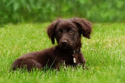 动物 狗 家庭犬 犬 年轻 俏皮的 警报 精神抖擞 亲热