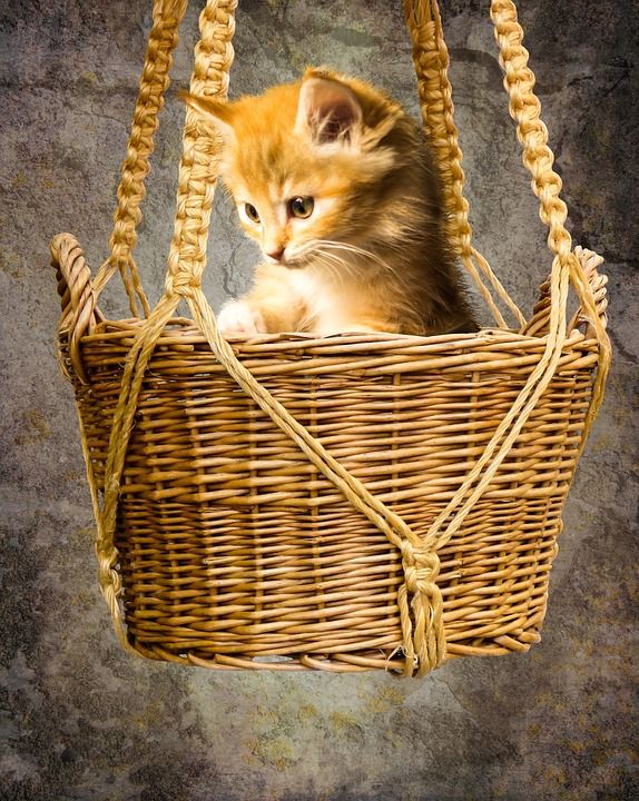 动物 猫 家畜 年轻的猫 小的猫 篮子 手表 玩 悬挂 多于