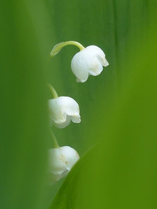 山谷里的百合 开花 白色的 花 铃兰 芦笋 植物 野花 春天