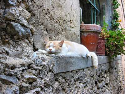 猫 睡猫 猫在睡觉 波西塔诺 意大利 Rotweisse猫