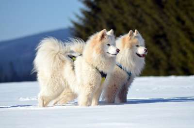 萨摩 狗 雪橇狗 动物 家畜 白色的 纯种 狗的风格 雪狗