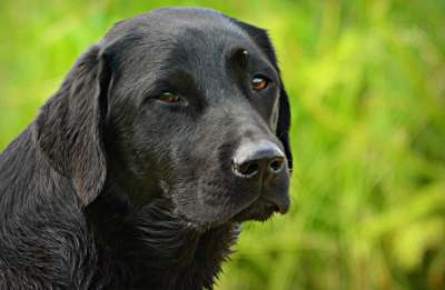 拉布拉多犬 狗 动物 犬类 品种 国内的 宠物 鼻子 毛皮