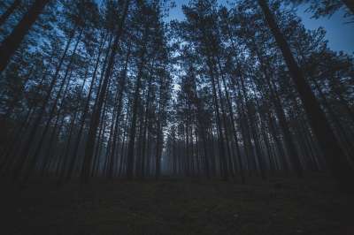 森林 树木 自然 景观 松树 云杉 夜晚 黑暗的 森林 森林