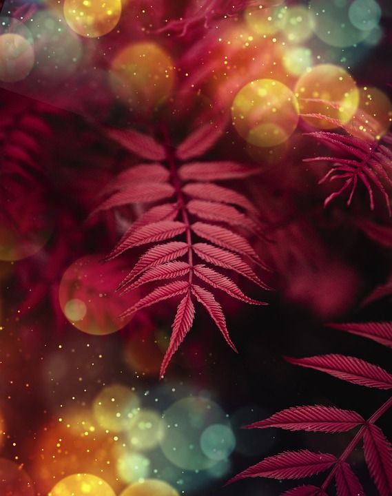 蕨 工厂 散景灯 强光 花卉 高清壁纸 手机壁纸 可爱的壁纸