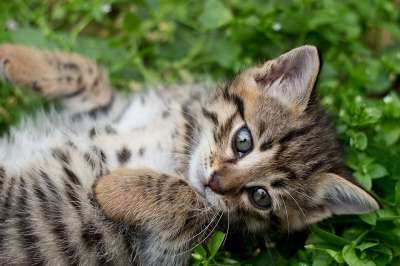 虎斑猫 灰色小猫 荒野 标记 灰色的 孟加拉 豹猫 猞猁 救援