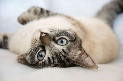 动物 可爱的 家畜 哺乳动物 小的 猫 厌倦 懒惰的 俏皮的