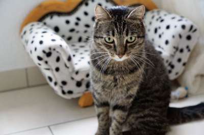 老虎 猫 宿醉 斑点狗 甜 动物 大猫 捕食者 野生动物