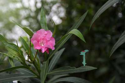 夹竹桃 药用植物 毒 植物 树林 绿色 精灵 可爱 卡通 花